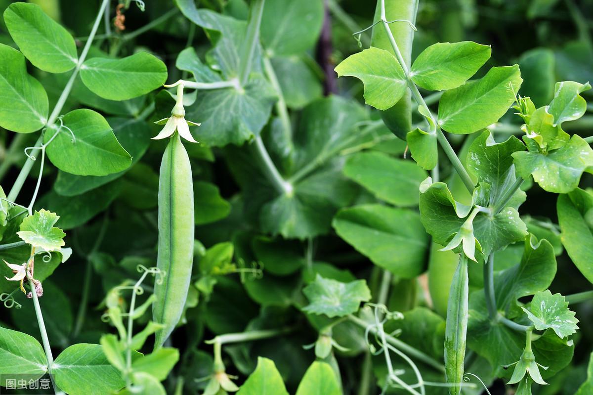 部落沖突豌豆莢最新動(dòng)態(tài)解析