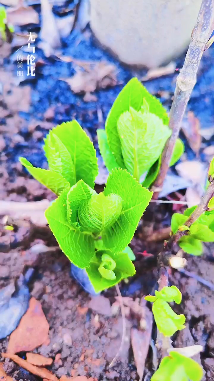 關(guān)于小草的奇妙世界，探索最新地址的無限可能